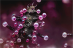 Main image Cosmic Coral