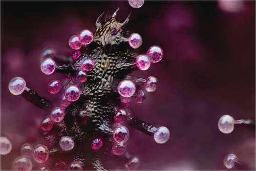 Main image Cosmic Coral