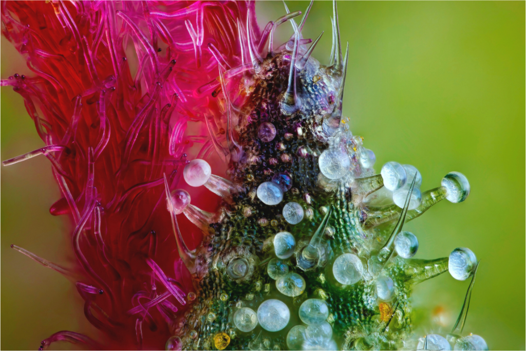 Main image Pineapple Wonder