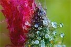 Main image Pineapple Wonder